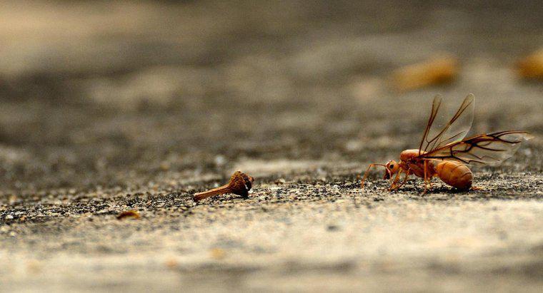 As formigas voadoras mordem?
