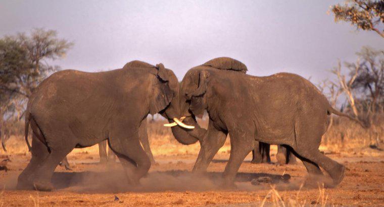 Como os elefantes se protegem?