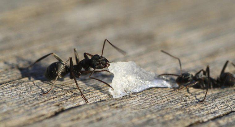 Como você tira formigas pretas de sua casa?