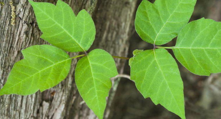 Qual é a diferença entre Poison Oak e Poison Ivy?