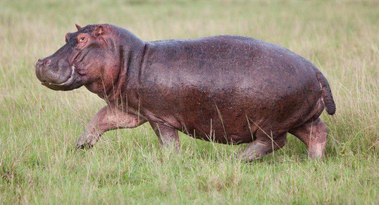 O que é um hipopótamo de desenho animado?