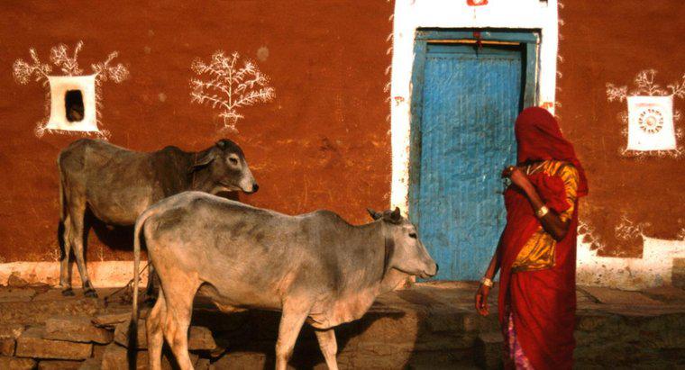 Os hindus podem beber leite de vaca?