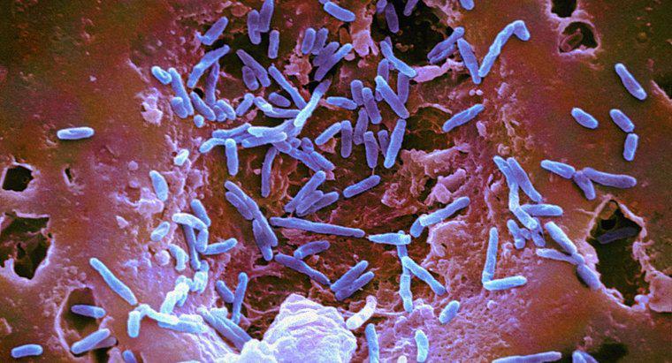 Quais são as características gerais das bactérias?