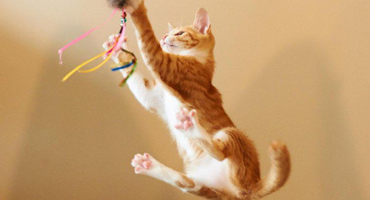 Quão alto pode um gato pular?