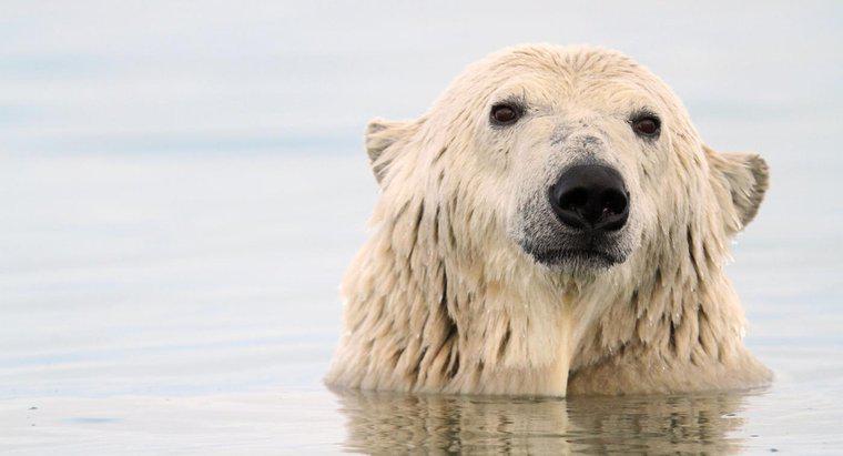 Como os ursos polares se adaptam para sobreviver?