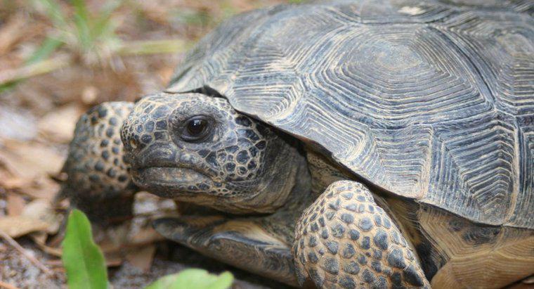 O que comem as tartarugas terrestres?
