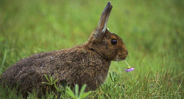 O que os coelhos selvagens comem?