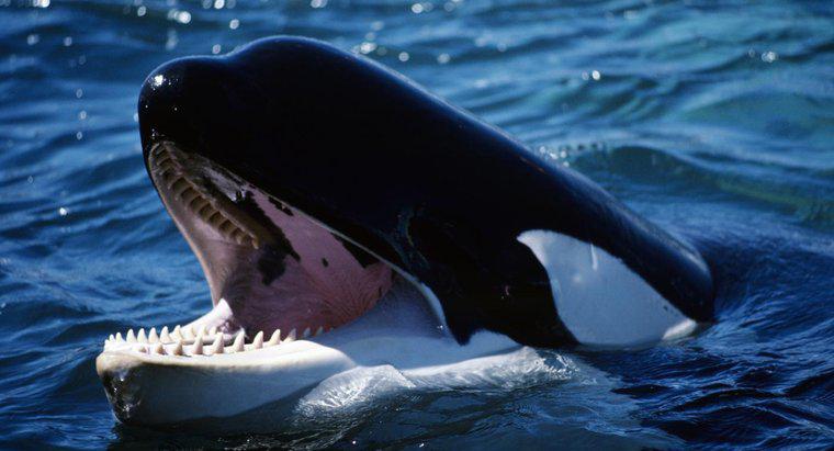 Quantos dentes uma baleia assassina tem?