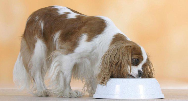 Quais são algumas boas receitas de comida de cachorro preparada em casa?