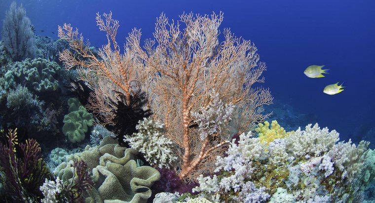 Qual é a cor do coral?