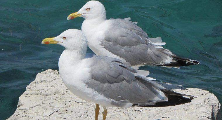 Por que as gaivotas são uma espécie protegida?