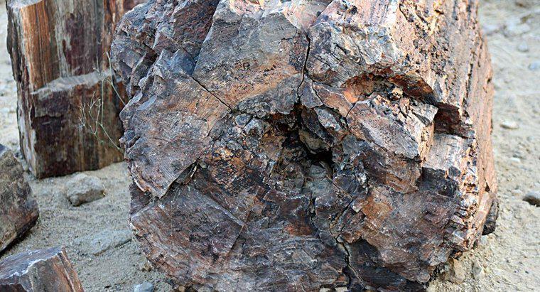 O que é uma rocha petrificada?