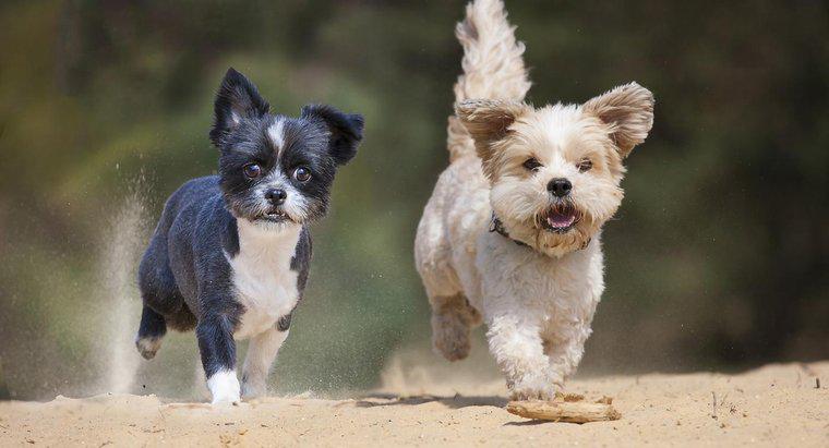 Quais raças de cães pequenos pesam menos de 5 quilos?