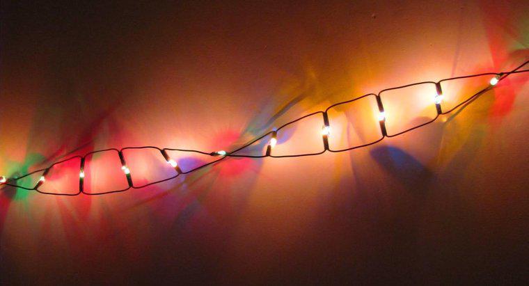 A que classe de macromoléculas pertence o DNA?