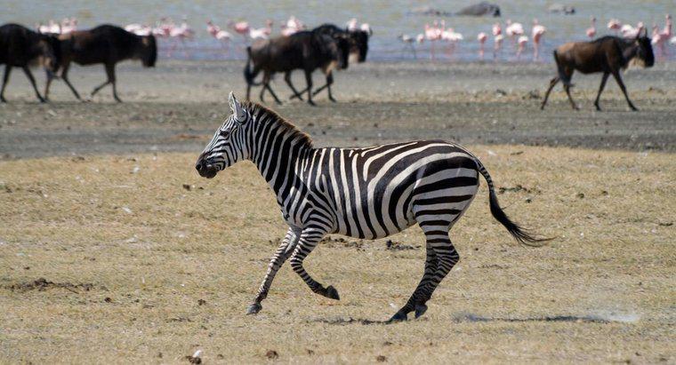 Quanto pesam as zebras?