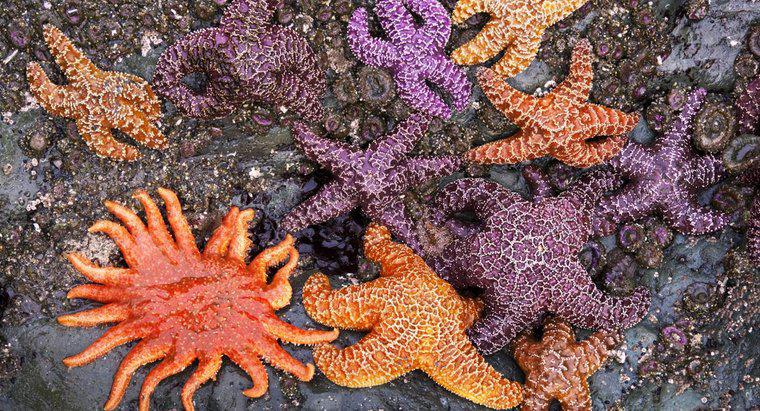 Qual é a cor das estrelas do mar?