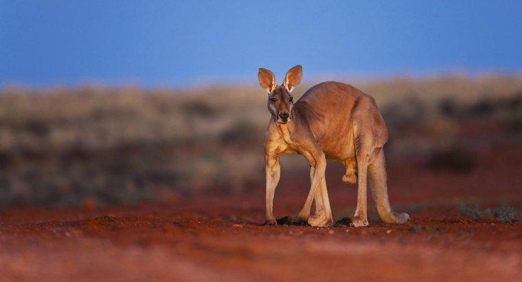 O que é o Animal Nacional da Austrália?