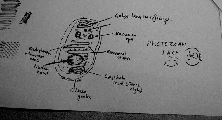 Quais são os tipos de protozoários?