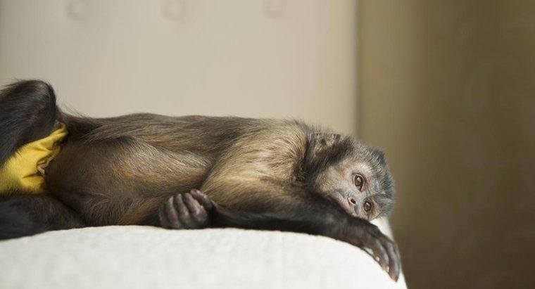 Os macacos-prego são bons animais de estimação?