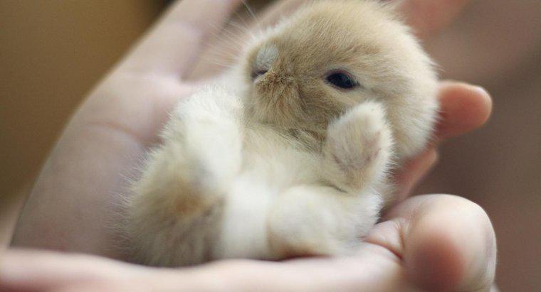 Quanto tempo os coelhos bebês ficam com a mãe?