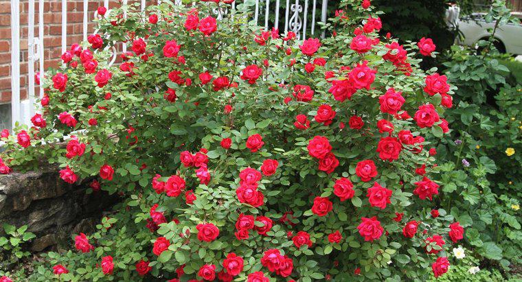 Quando você deve fertilizar rosas nocaute?