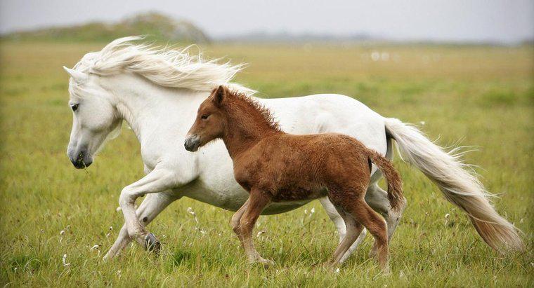Qual é o nome de um cavalo bebê?