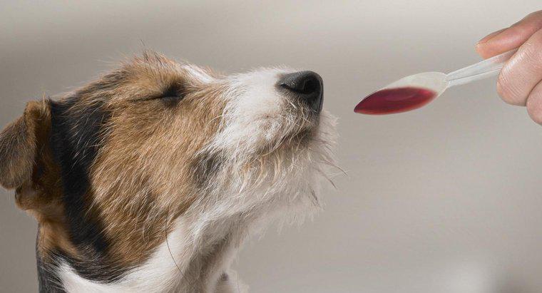 Qual é a dosagem recomendada de Benadryl para cães?