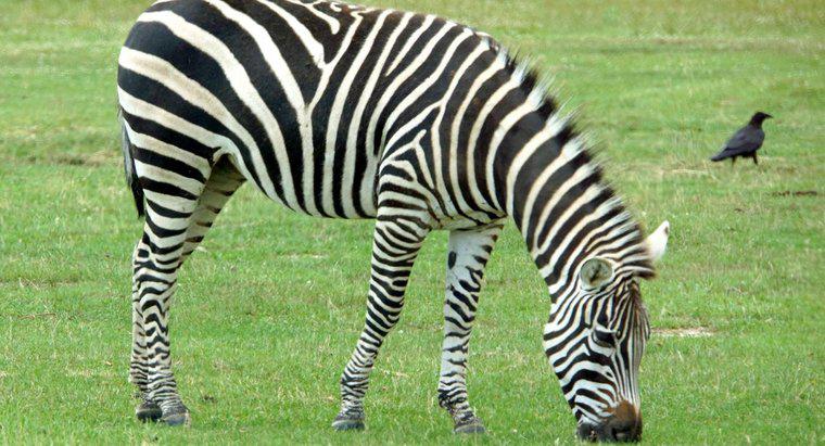Quanto uma zebra come por dia?
