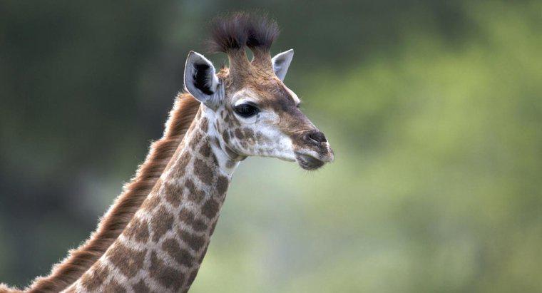 Qual é o tamanho de um bebê girafa?