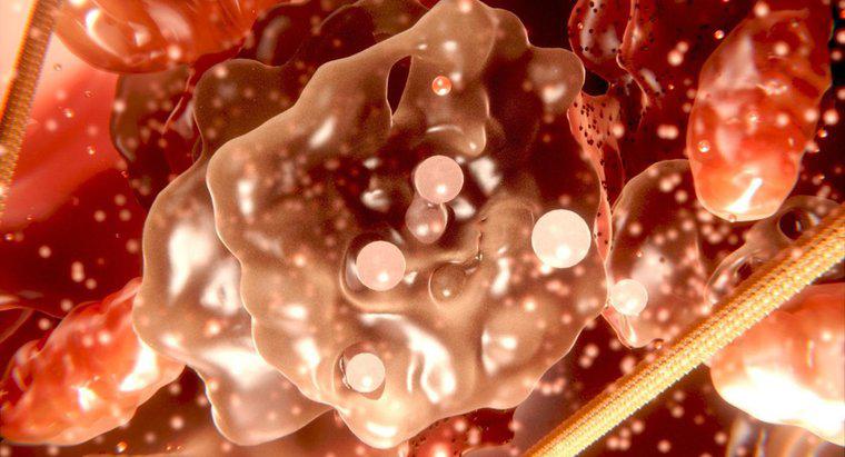 Qual é a diferença entre citoplasma e protoplasma?