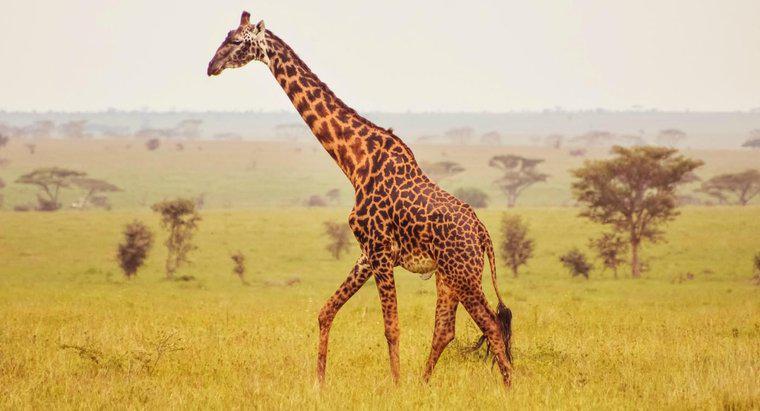 Quais são alguns fatos sobre a anatomia da girafa?