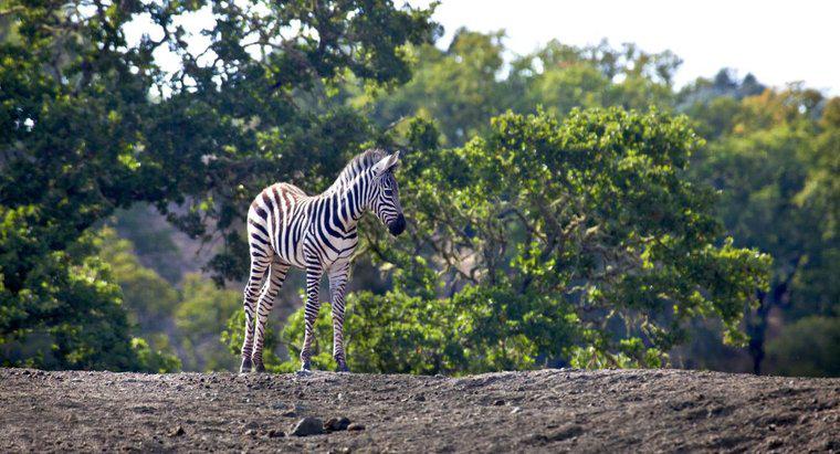 Como é chamada uma Baby Zebra?