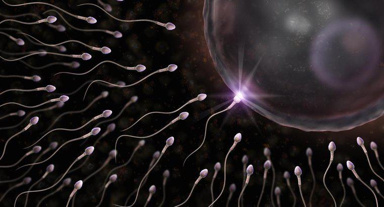Por que um espermatozóide tem cauda?