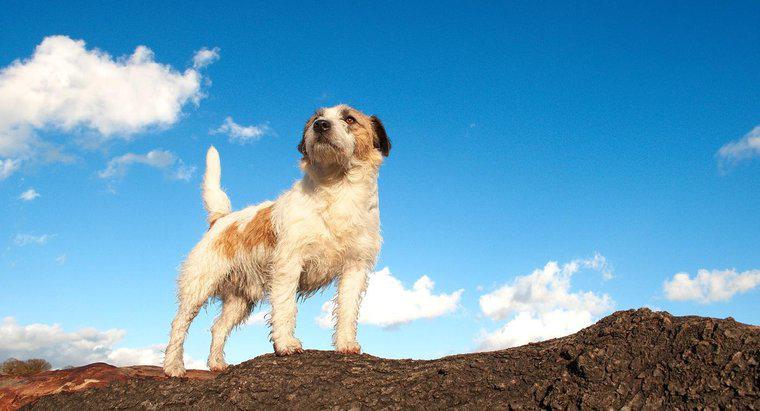 O que é um Jack Russell Terrier de pêlo duro?
