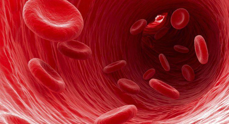 O que acontece se você tiver muitos glóbulos vermelhos?