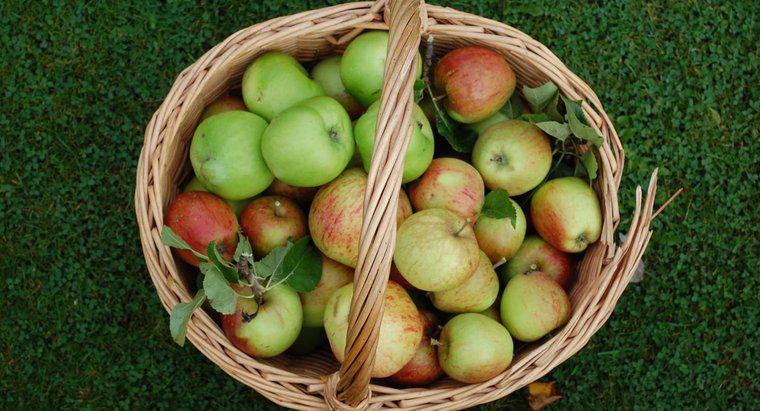 Quando começa a temporada de colheita da Apple?