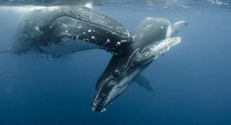Qual é o nome de um filhote de baleia?