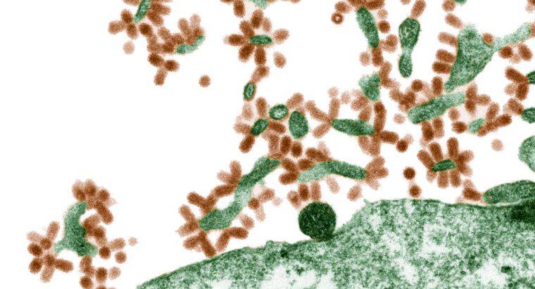 Como os vírus infectam as células hospedeiras?