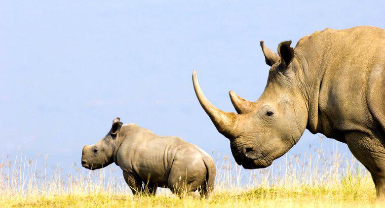 Do que é feito o chifre de um rinoceronte?