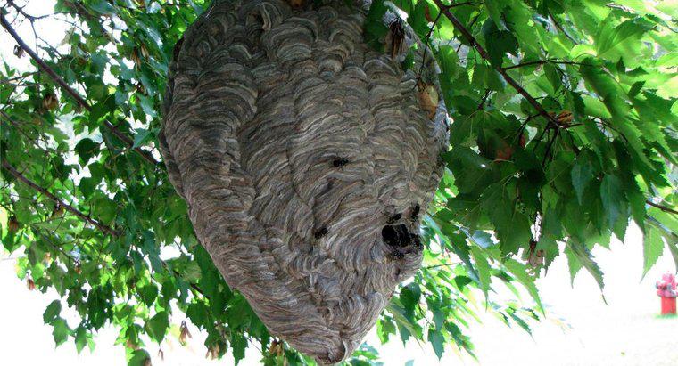 Como as vespas fazem seus ninhos?