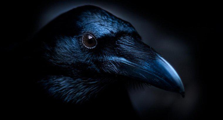 Quais são os temas principais do poema "O corvo" de Edgar Allan Poe?