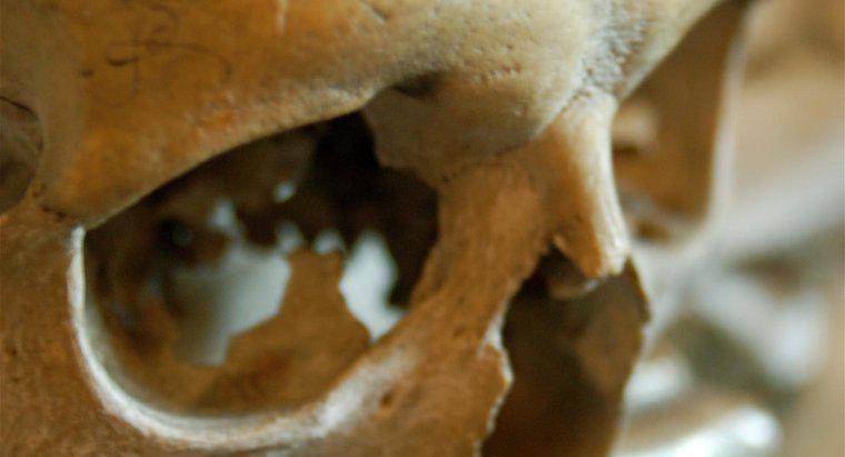 Qual é a espessura do crânio humano?