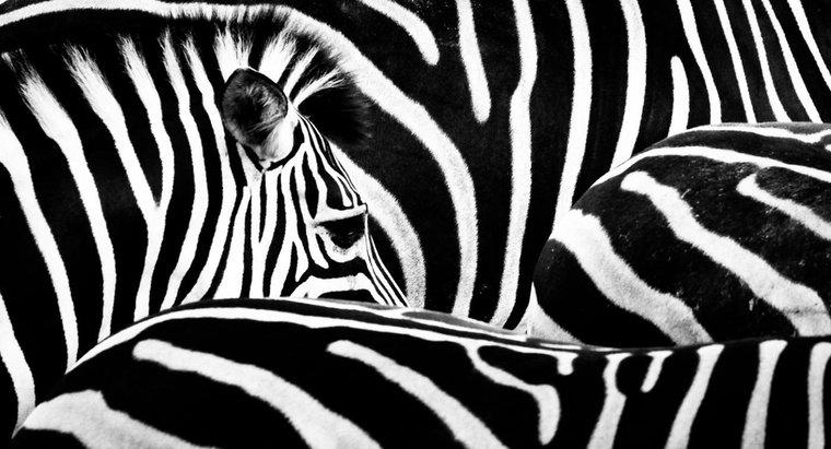 Onde vivem as zebras?