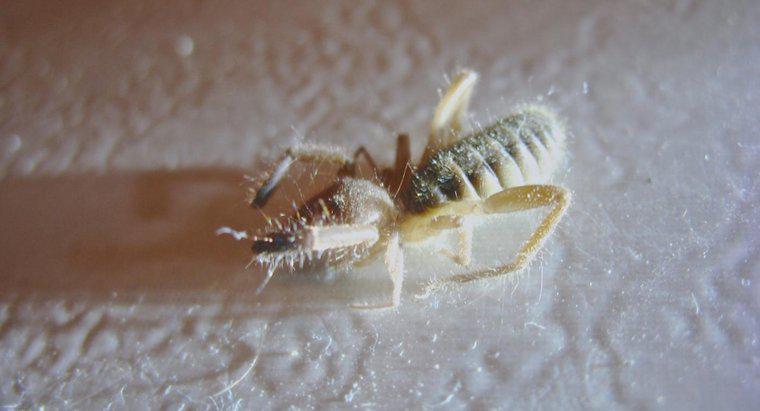 O que é um escorpião solar?