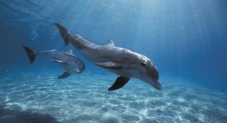 Qual é o nome científico de um golfinho?