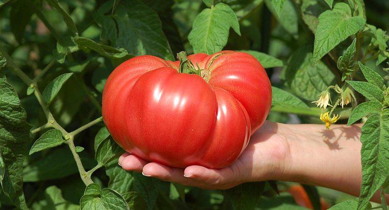 Como você cultiva tomates grandes?