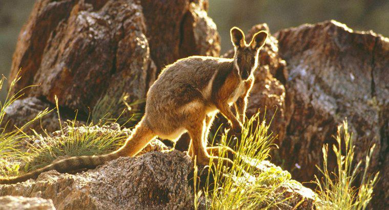 Quais são as características físicas de um wallaby?