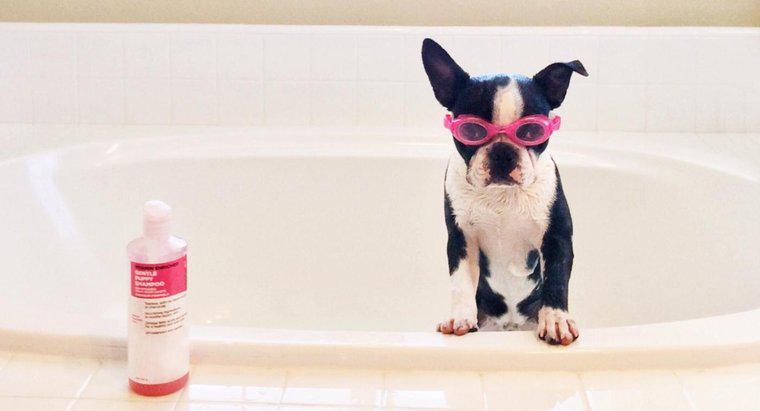 Como você faz o shampoo para cachorros em casa?
