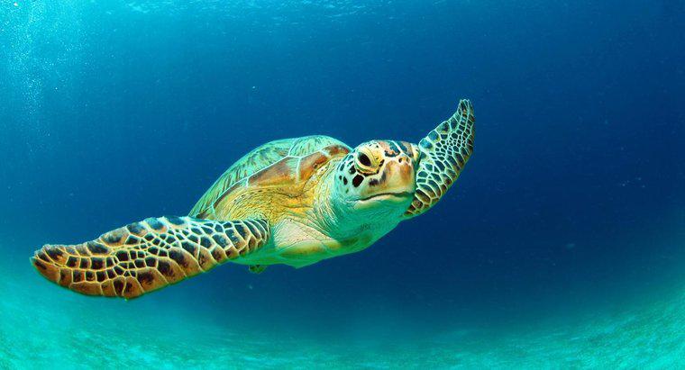 Quais são alguns fatos sobre as tartarugas marinhas verdes?