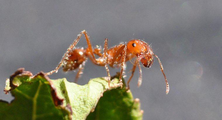 Onde vivem as formigas de fogo?